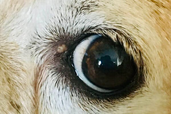 Small, pink, raised mass on the medial canthus of a dog's eye, photo