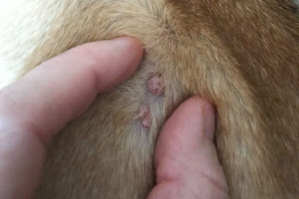 Person about to squeeze a pink, raised mass on a dogs leg, photo