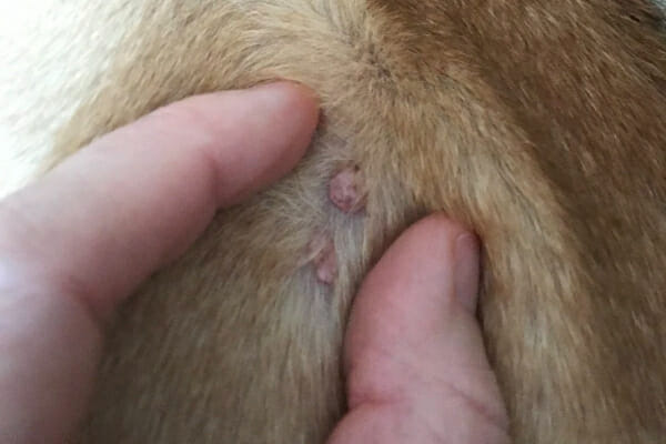 Sebaceous Cyst In Dogs: Appearance, Diagnosis, And Treatment - Dr. Buzby'S  Toegrips For Dogs