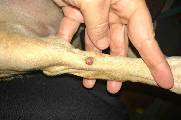 Picture of a sebaceous cyst on dog's leg, photo