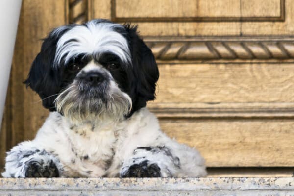 Shih Tzu laying down on the front porch, photo