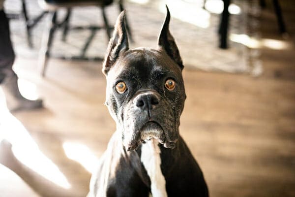 A dog gets a spray of water to his neck to keep cool outside of