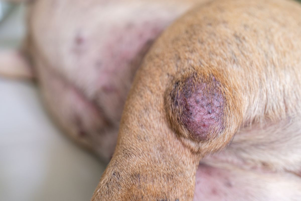 Mass on a dog leg that could be a cyst or a tumor