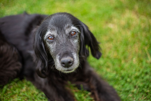 Senior dog sitting in the grass