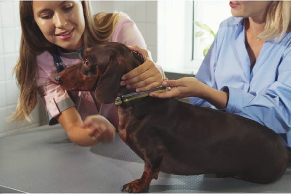 dachshund being examined by a veterinarian for pancreatitis in dogs, photo