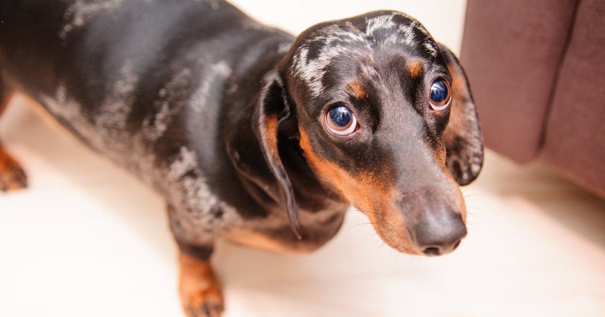 Miniature store dachshund shaking