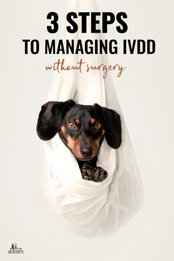 photo dachshund face and title 3 steps to managing ivdd without surgery