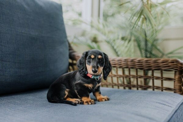 Miniature Dachshund puppy—a breed that is more often affected inherited mysthenia gravis in dogs—sitting on a comfy chair