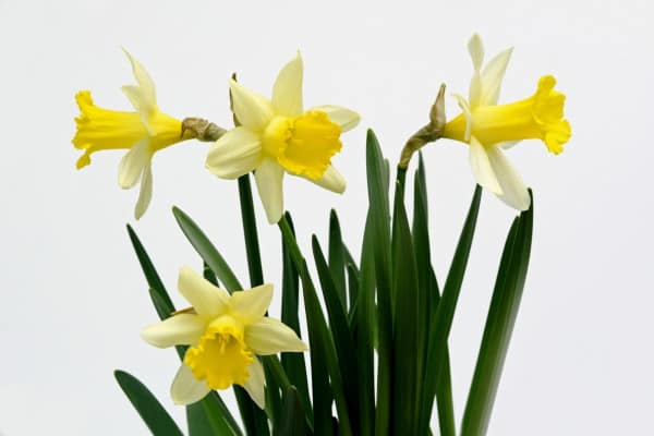 yellow daffodil, a garden plant toxic to dogs, photo