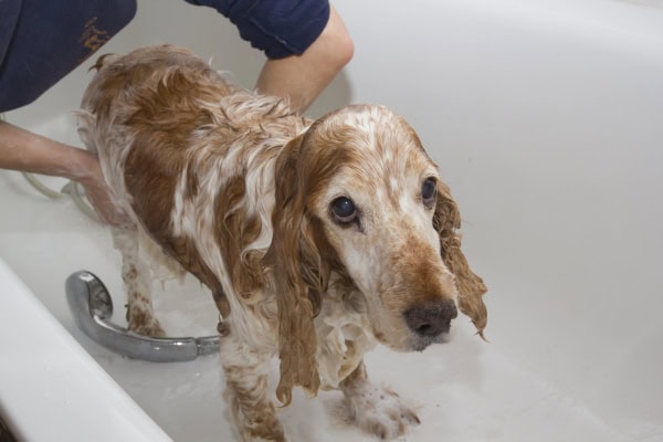 Dog with dandruff being bathed.