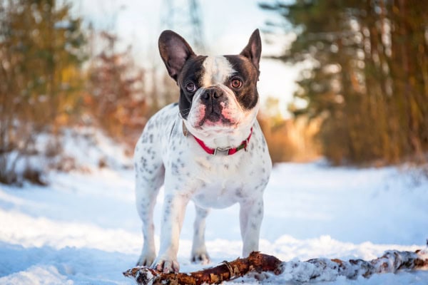 Dog outside in the snow.
