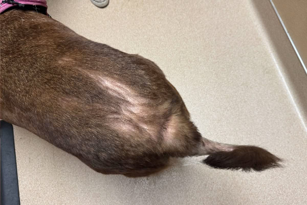 Dog with hair loss and dandruff from a flea allergy.