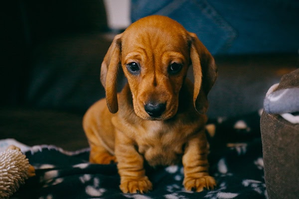 Puppy at home after a dapp vaccine