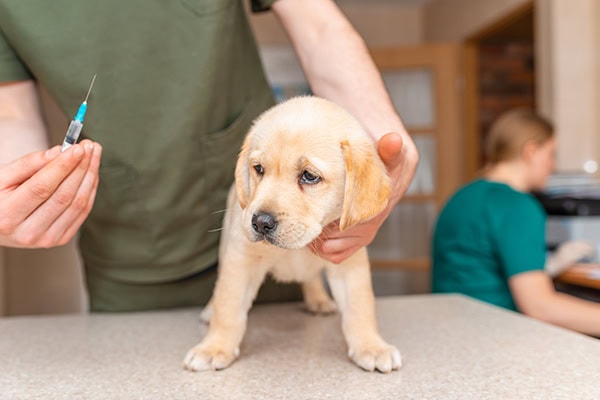 Puppy getting a DAPP vaccine from a veterinarian