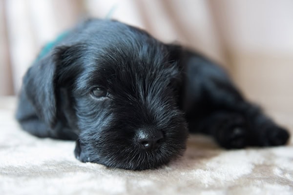Puppy sleeping after a dapp vaccine