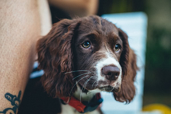 Puppy waiting to get a DAPP vaccine