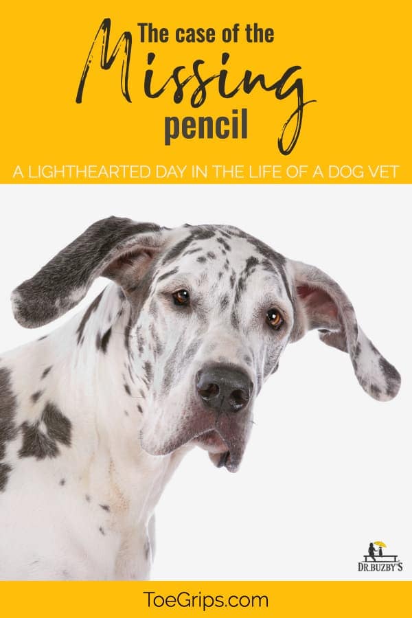 Great Dane Dog's Face and title A Day in the LIfe of a Vet: The case of the missing pencil 