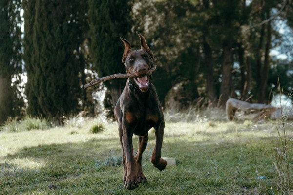 Doberman, a dog breed prone to DCM, is running outdoors with a stick in his mouth