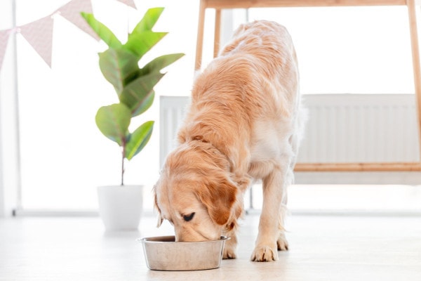Dog eating dog food that is not grain free to avoid nutritional DCM in dogs