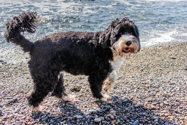 Portuguese Water Dog , a breed prone to dilated cardiomyopathy in dogs, walking on the beach