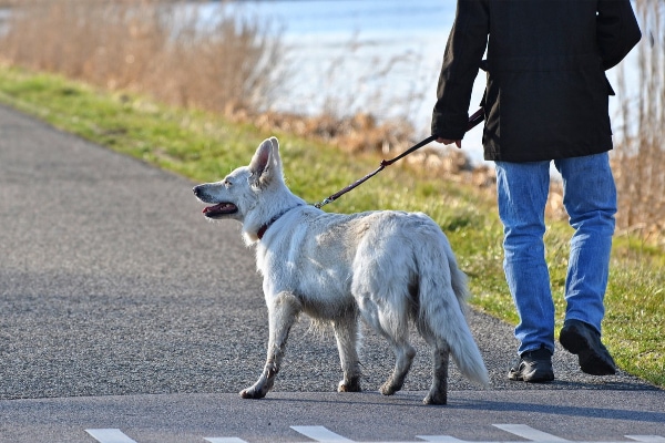 White German Shepherd on a leash walking with the owner, photo