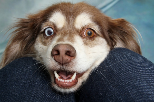 Australian shepherd mix with heterochromia looking up at the owner, photo