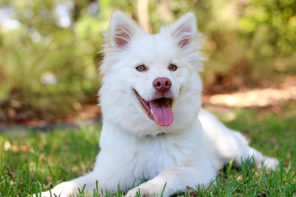 White husky mix laying in the grass, photo
