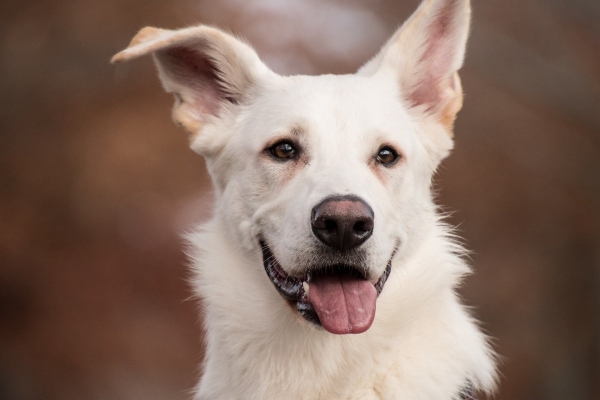 White German Shepherd with one ear crooked, photo