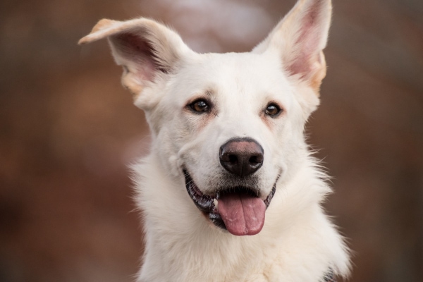 why white dogs are deaf