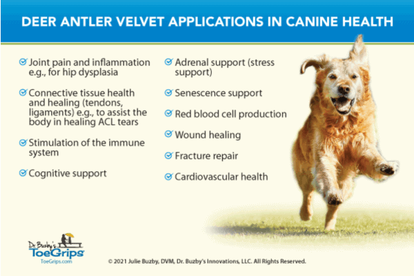 checklist of deer antler velvet applications in canine health, infographic 