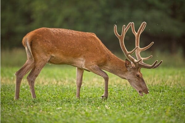 red deer with antlers, photo