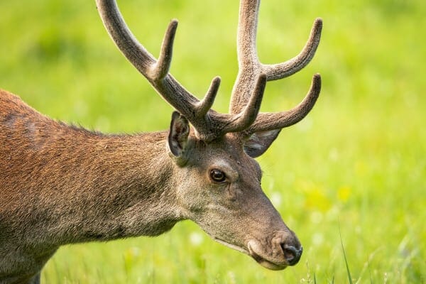 Close-up of deer with velvet antlers, photo