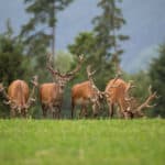 Deer Antler Velvet: The Science Behind the Supplement