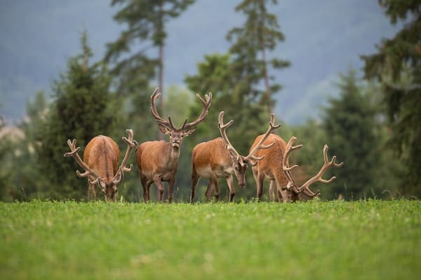 Herd of red deer stags with antlers in velvet, photo