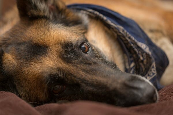 German Shepherd dog lying on side