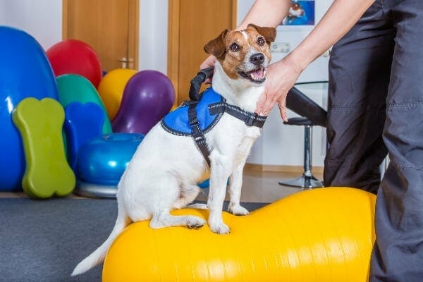 Dog sitting on balance ball and receiving physical therapy, which is one way of managing degenerative myelopathy