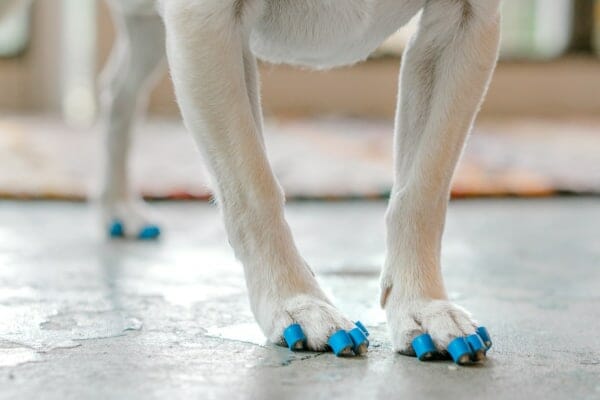 Dog's legs with blue ToeGrips on toenails as a traction aid for dogs with degenerative myelopathy