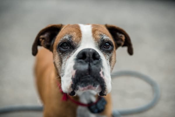 Expressive face of a senior Boxer dog—a breed genetically predisposed to degenerative myelopathy—looking at camera