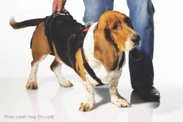 A Bassett Hound dog wearing a Help 'Em Up harness with the owner holding onto the top of the harness