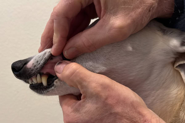 Owner lifting dog's upper lip to check to see if the dog's gums are dry