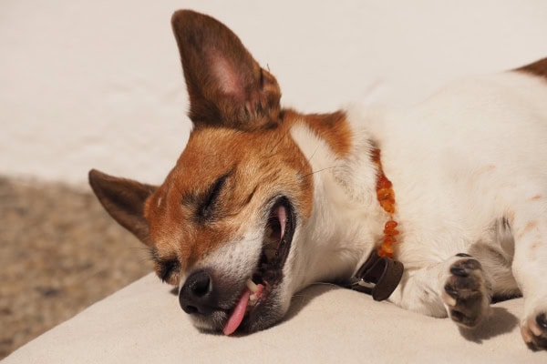 Dog laying out in the hot sun