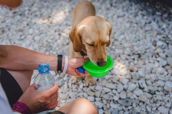 Owner offering dog water from a travel bowl to avoid dehydration