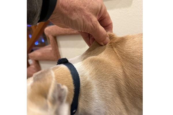 Owner checking for dehydration by tenting the skin between the dog's shoulder blades