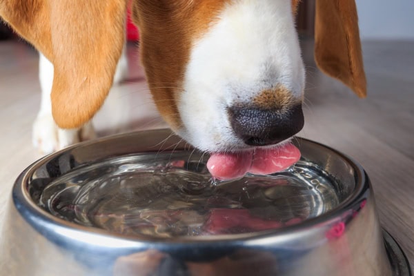 Close-up of dog drinking water out of a bowl to stay hydrated
