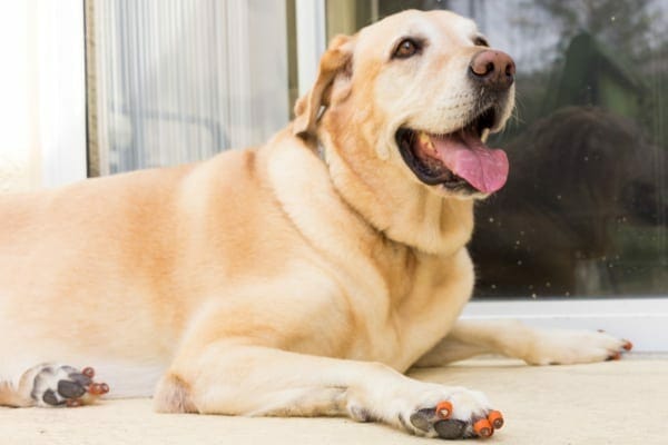 A Labrador Retriever dog wearing ToeGrips as a solution for loss of mobility associated with hip dysplasia 