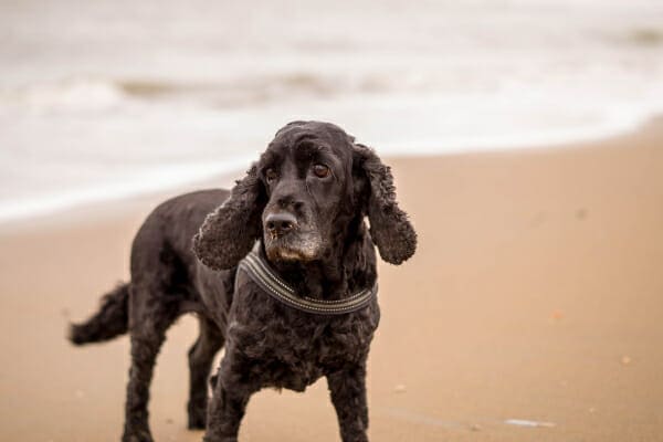 Senior Spaniel mixed breed dog on the beach getting mental stimulation, which is important with cognitive decline, photo