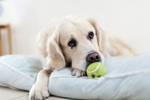 senior golden retriever looking sad with tennis ball by mouth, photo