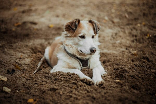 Senior Terrier Mix lying in the dirt, photo