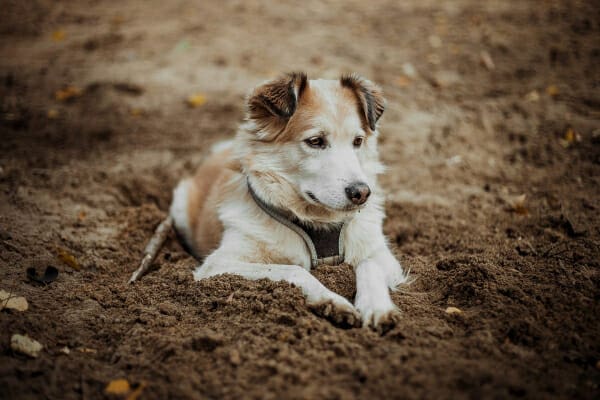 https://toegrips.com/wp-content/uploads/dementia-dog-dirt.jpg