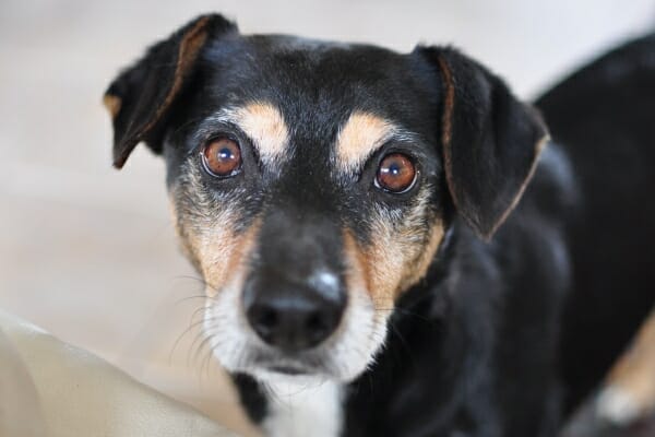 Small mixed breed senior dog with dementia, looking up at you